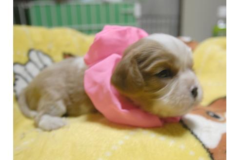 成約済の埼玉県のキャバリアキングチャールズスパニエル-52513の4枚目